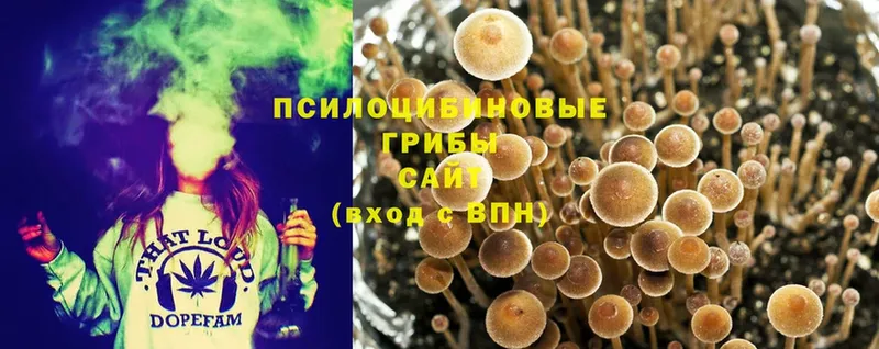 Галлюциногенные грибы MAGIC MUSHROOMS Ясногорск